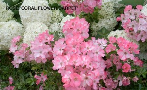 Rose 'Coral Flower Carpet' 2